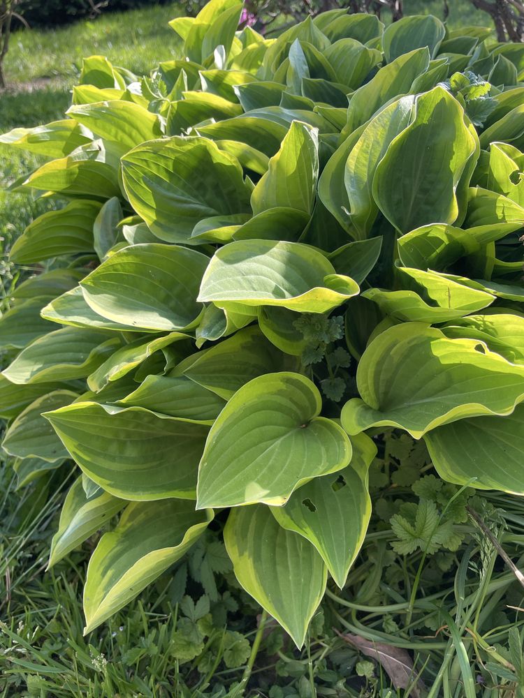 Funkia ogrodowa (hosta)