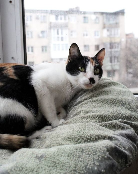 Ніжній киці потрібен дім