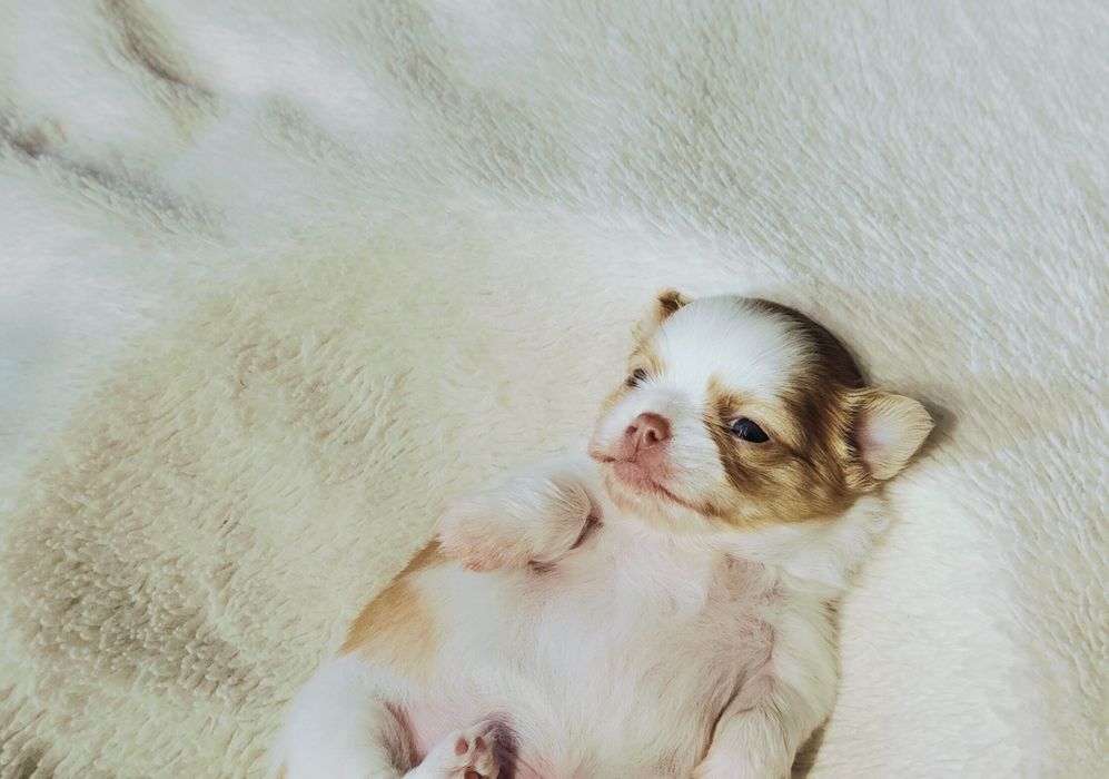 Piękny długowłosy piesek

 Szczeniak urodzony 3.10.2025
chowany  w dom