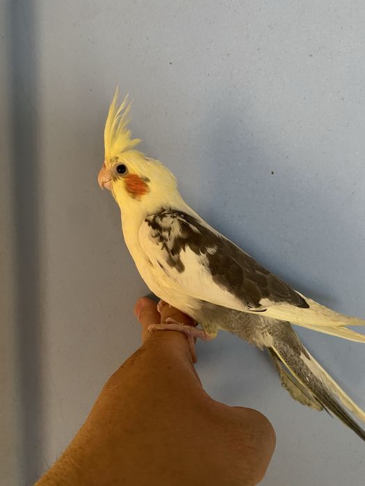 Caturra domesticada- macho