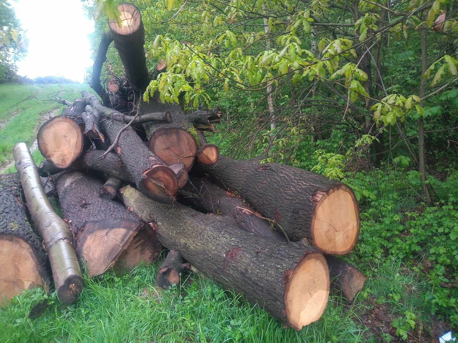 Sprzedam Drzewo Dąb na foszty