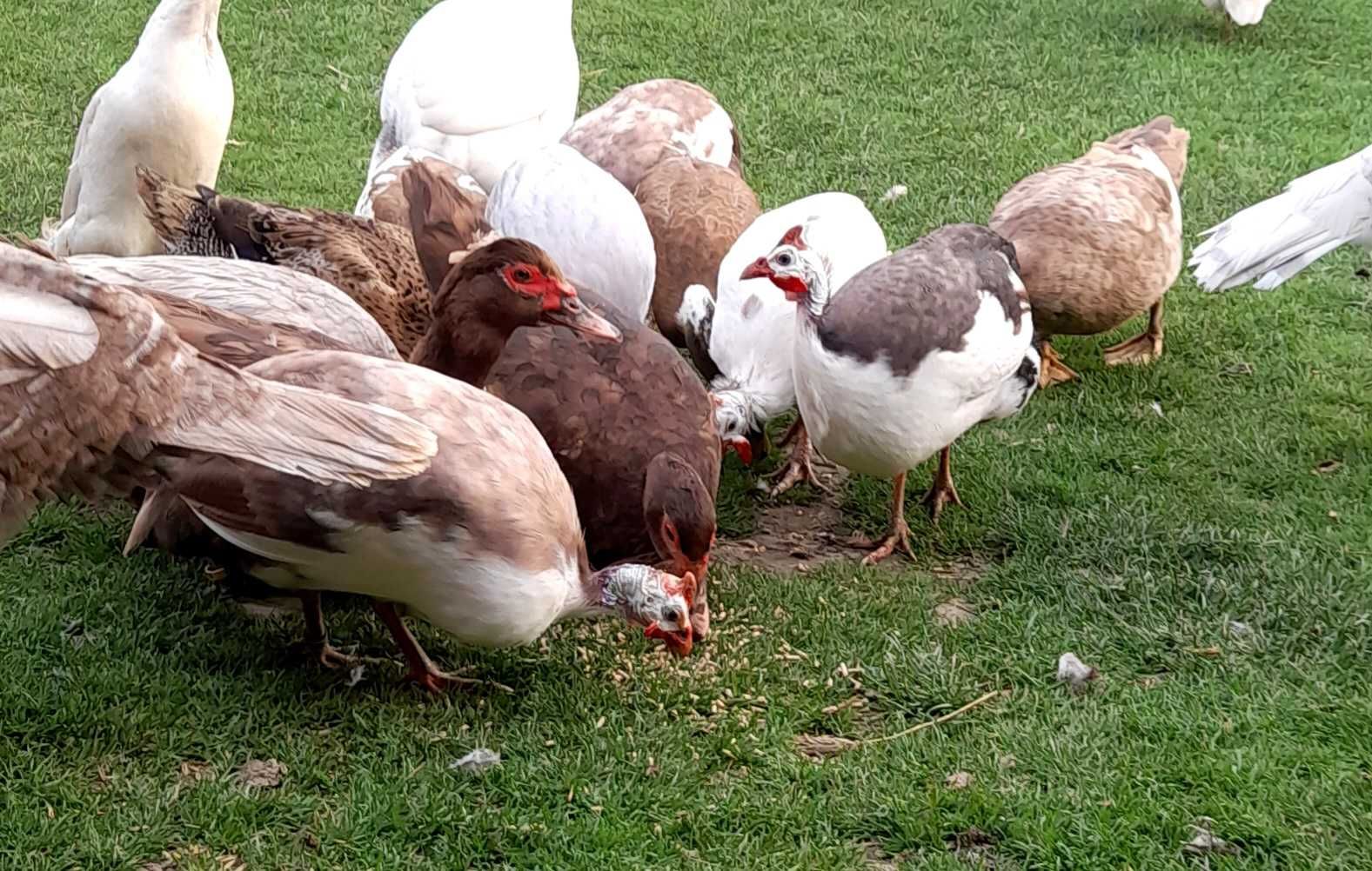 Jaja lęgowe perliczek , perliczki  mocny szek i pinto