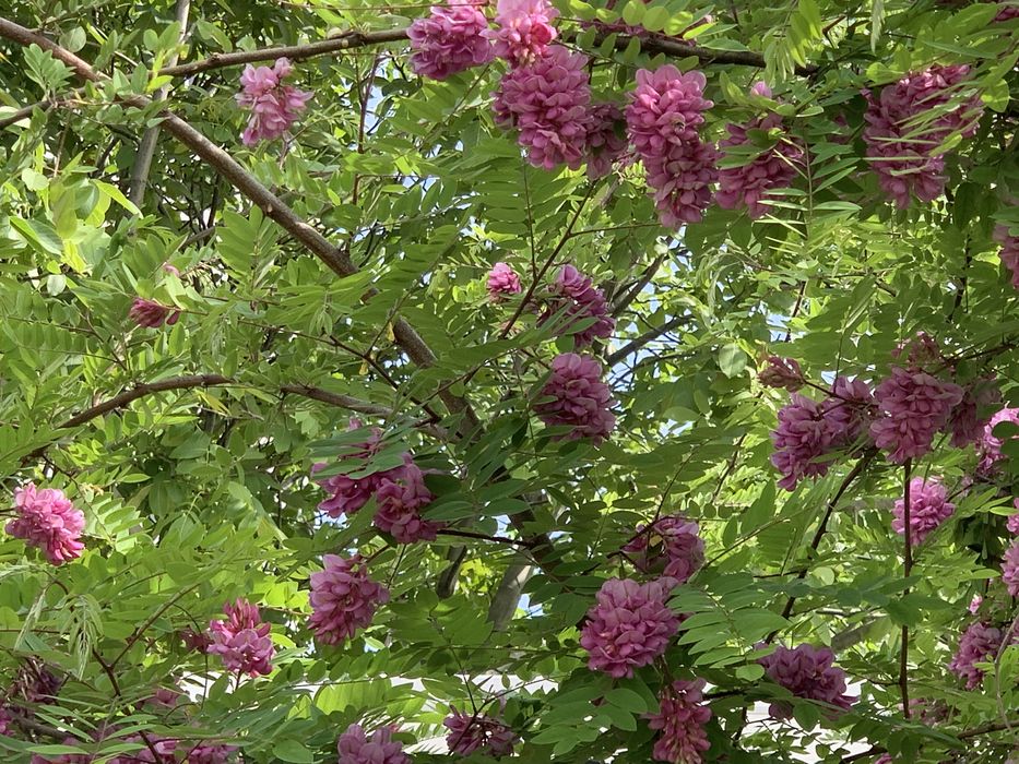 Розовая акация готова к отправке, в Одессе есть самовоз