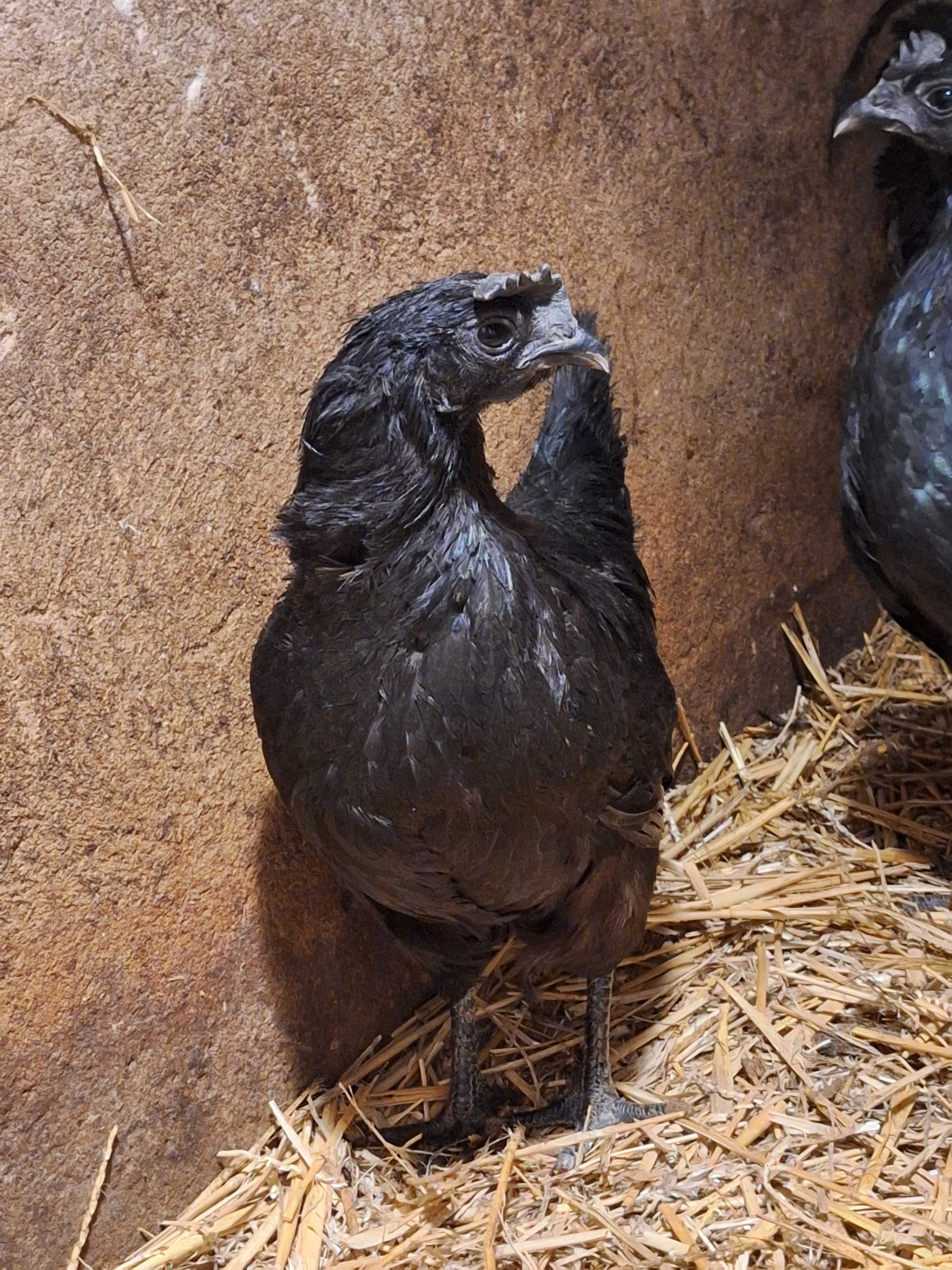 Ayam cemani czarne.  jaja  legowe