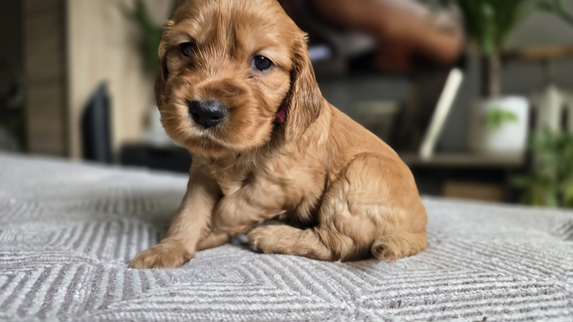 Cocker spaniel angielski