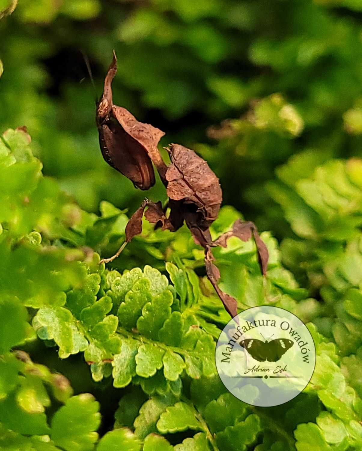 Modliszka liściogłowa - Modliszka Phyllocrania paradoxa L2 + gratisy