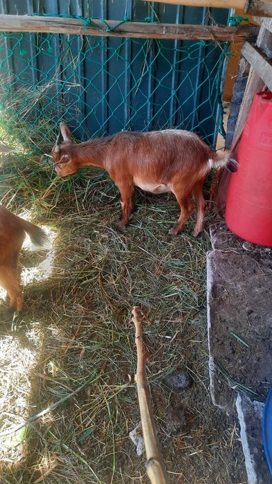 Tenho algumas cabras