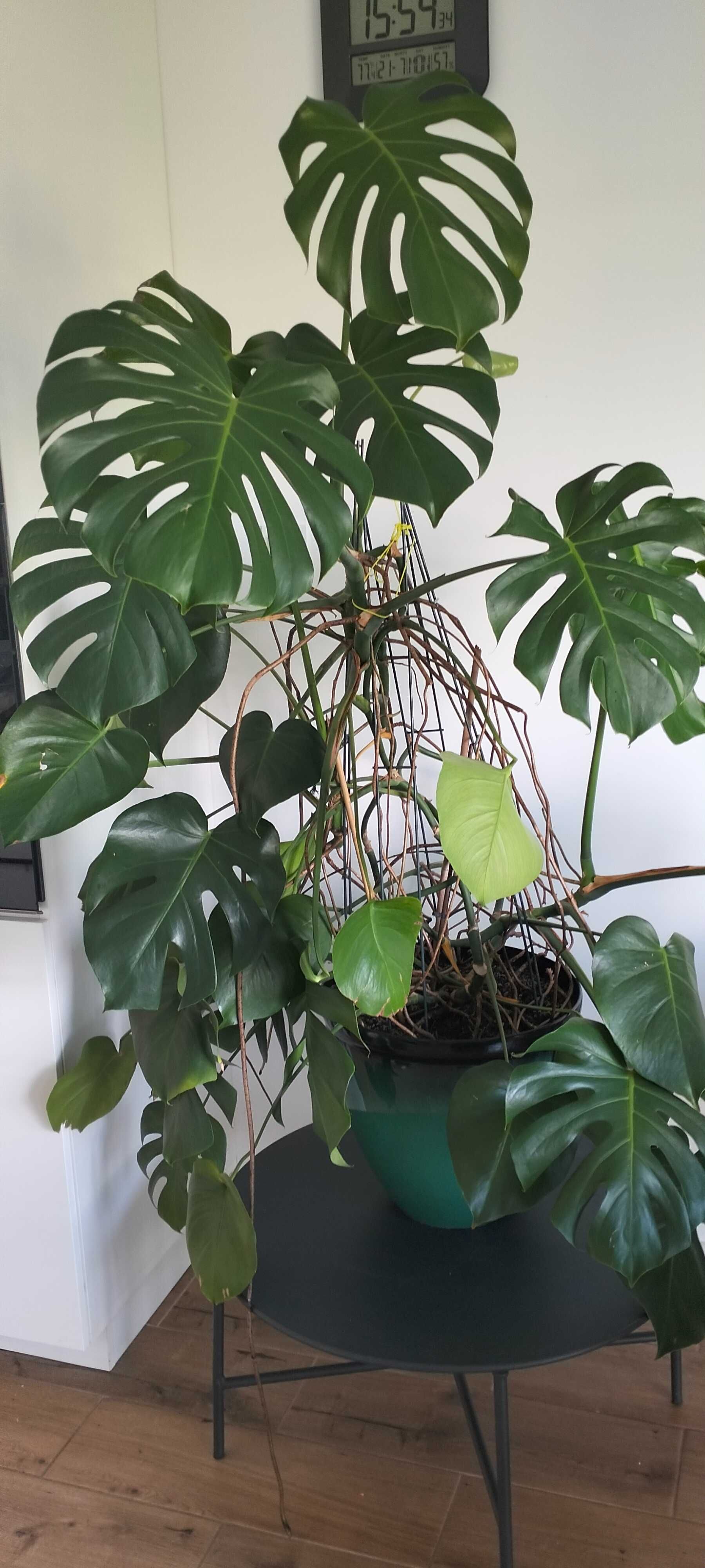 Monstera , kwiat w doniczce