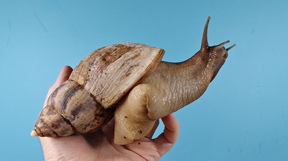 Огромная улитка Ахатина, панцирь 14 см