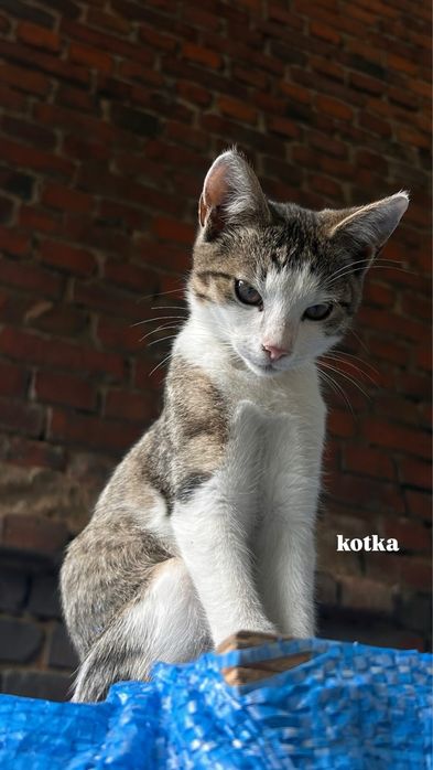 Małe kotki 2 samce i 1 samiczka