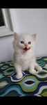 Kocurek rudy ragdoll