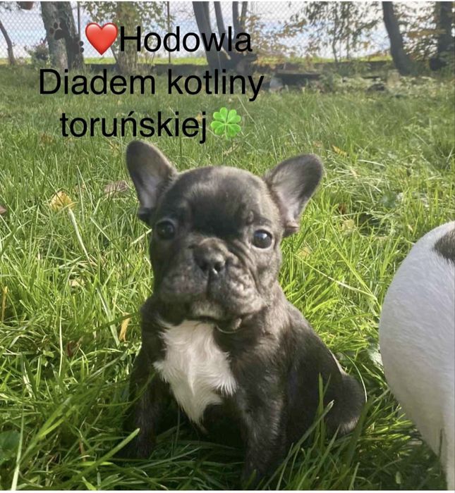 Buldog francuski z rodowodem