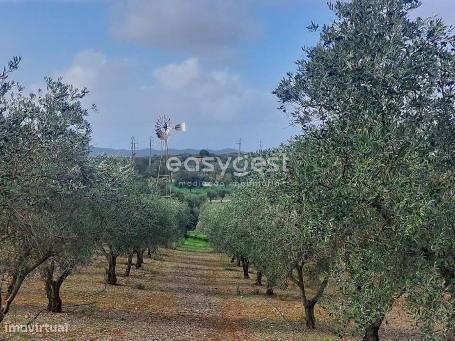 Terreno Rústico com 13.750m2, com Apoio Agrícola registado e Olival