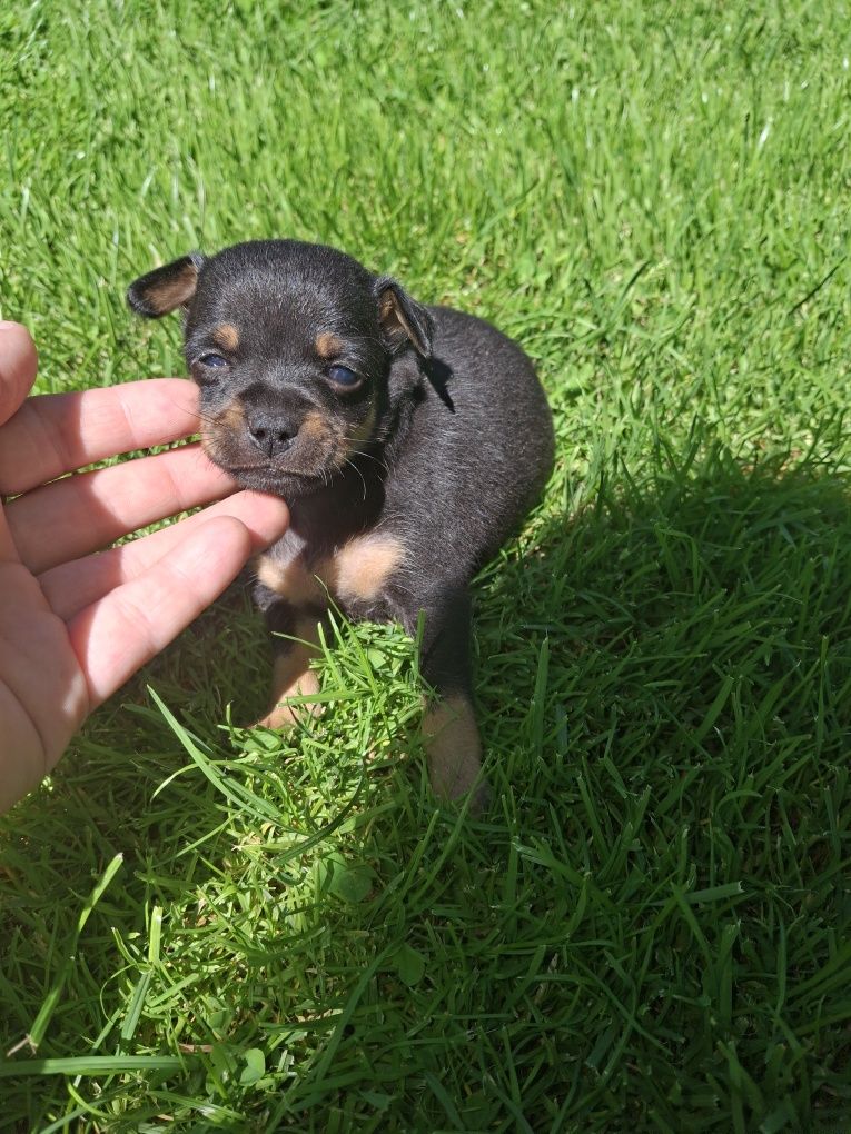 Ratlerki pinczerki miniaturka