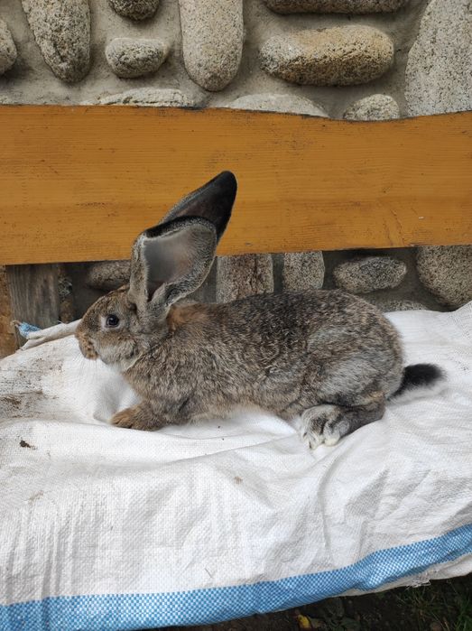 Samce Olbrzym Belgijski