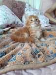 Maine coon FPL.Koteczka,,kot rasowy