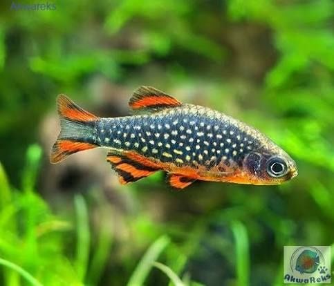 Razbora Galaxy - niebiański danio