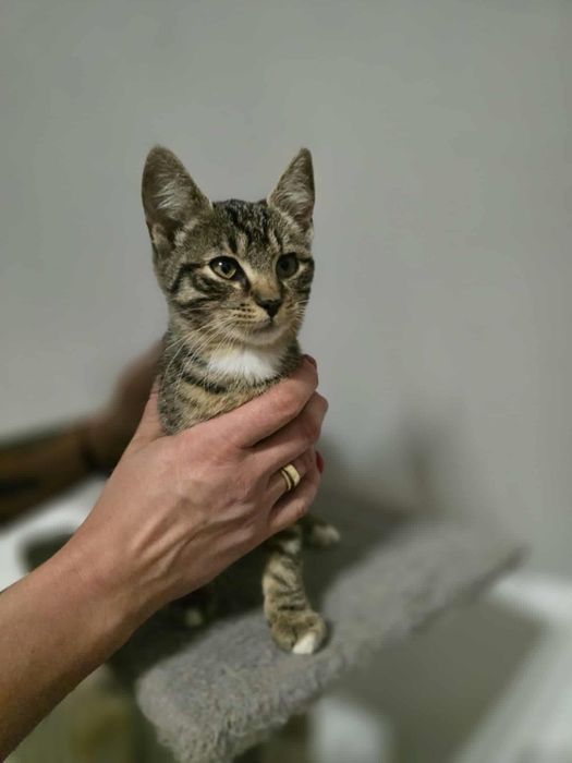 Cudowna Calineczka do adopcji,pokochaj kociaka,bura,pręgowana,koteczka