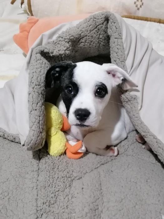 Cadela para adoção respnsavel