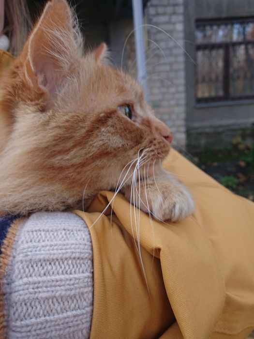 Пушистый рыжий котик ищет дом!