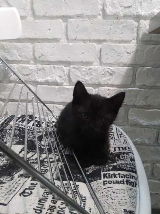 Котенок Відддам кошеня (чорні котята) в хороші, люблячі руки