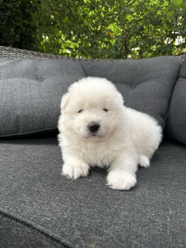 Piekny piesek samoyed FCI