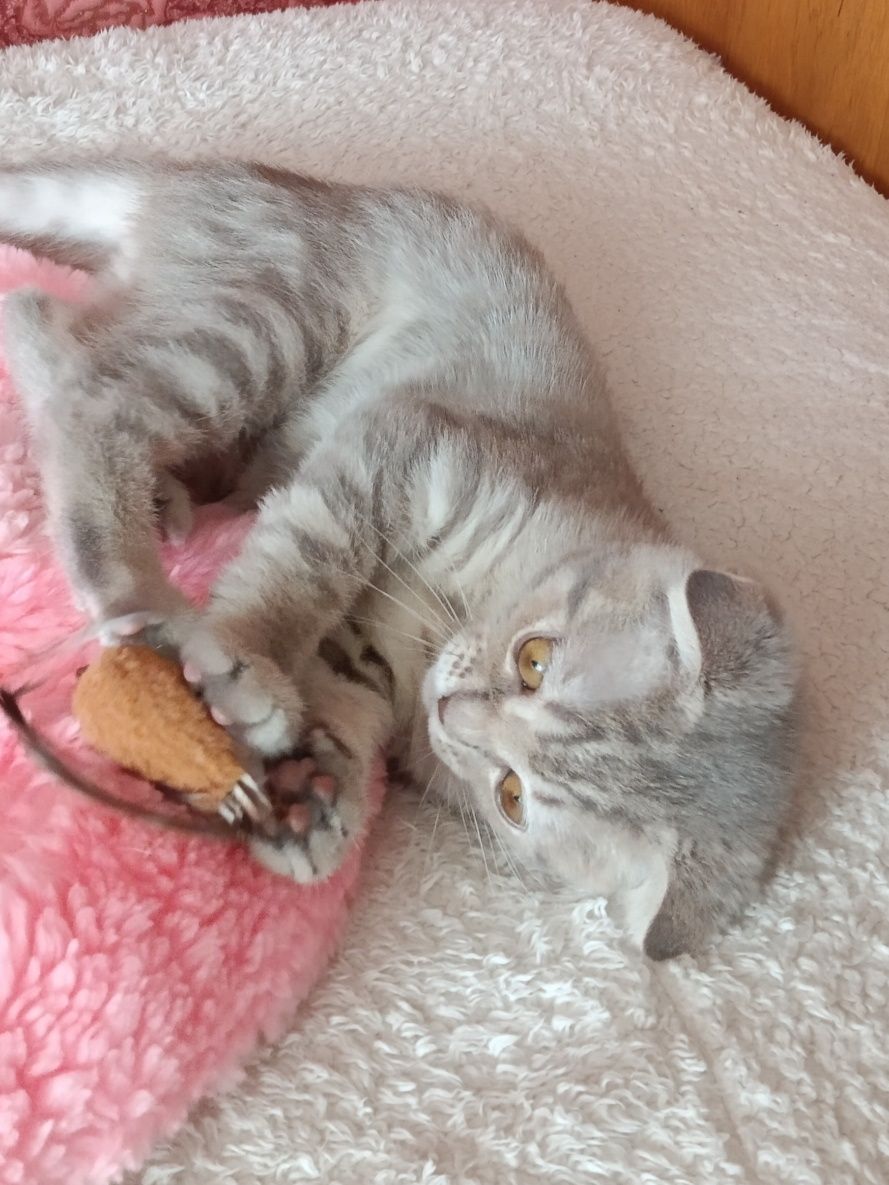 Мультяшний котик вільний