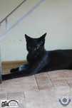 ANCYMON do adopcji
