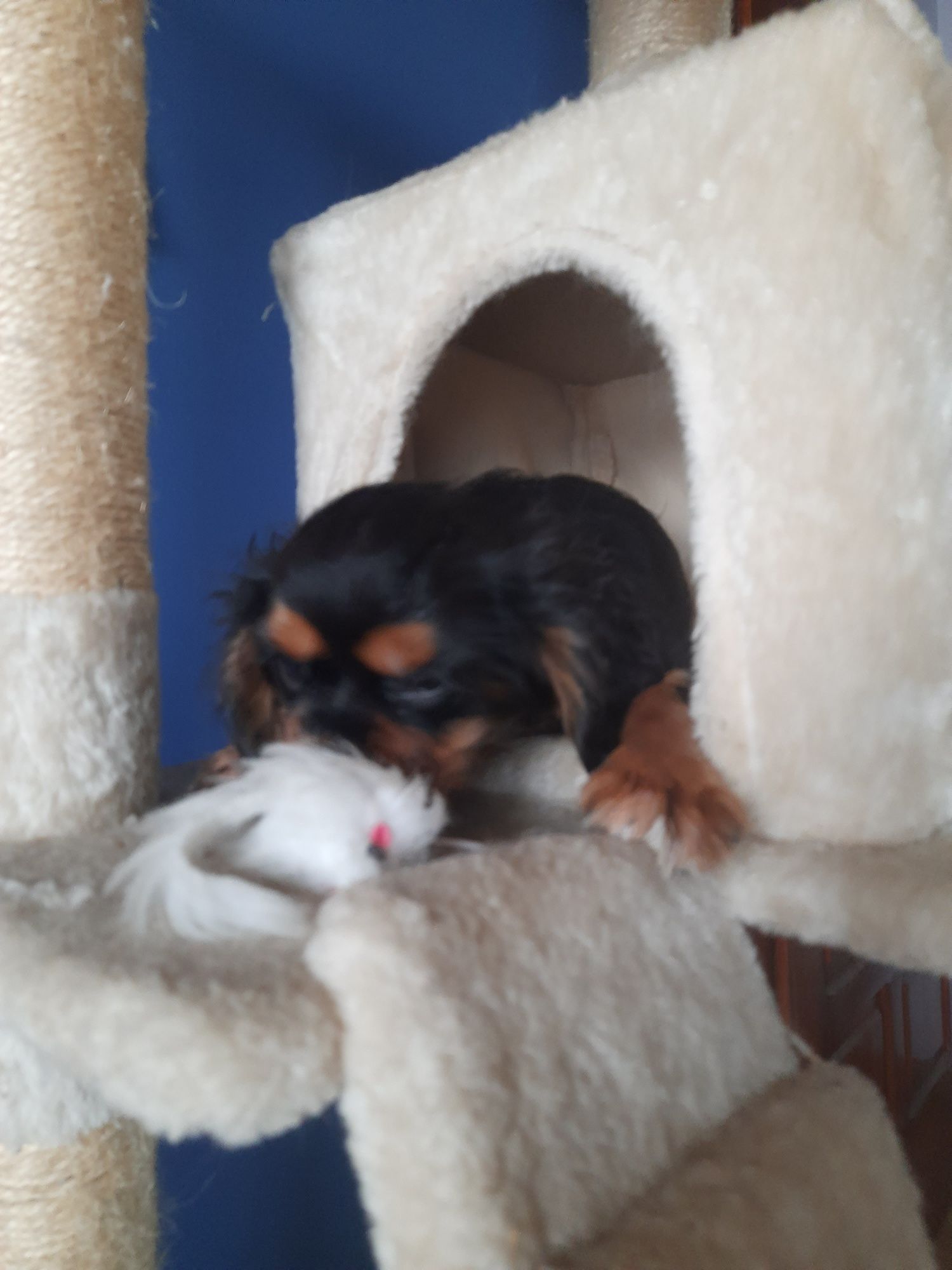 Cavalier King Charles spaniel pies