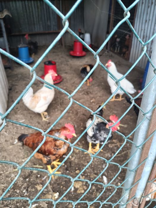 Vendo galos caseiros