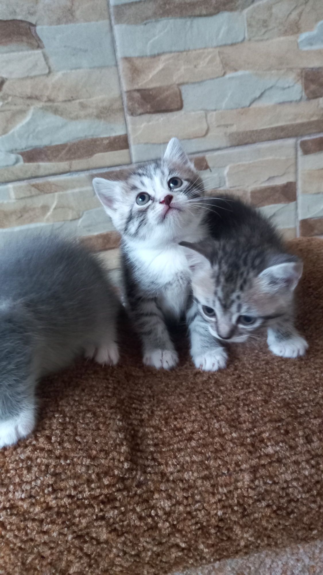 Подарую. Котиків