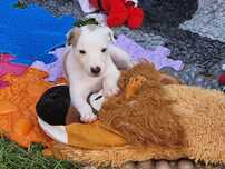 Chart angielski whippet piesek