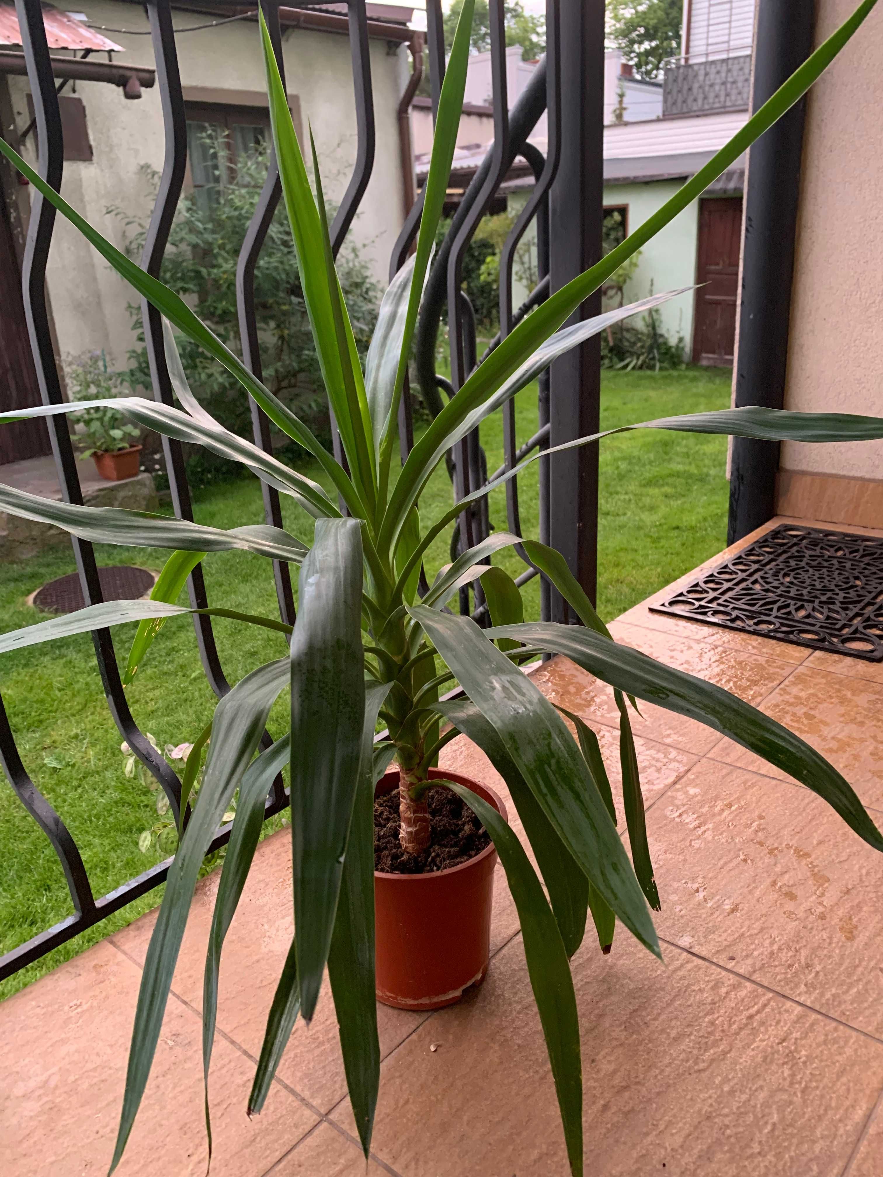 Juka yucca krępla doniczkowa domowa liście od ziemi wys. 90 cm