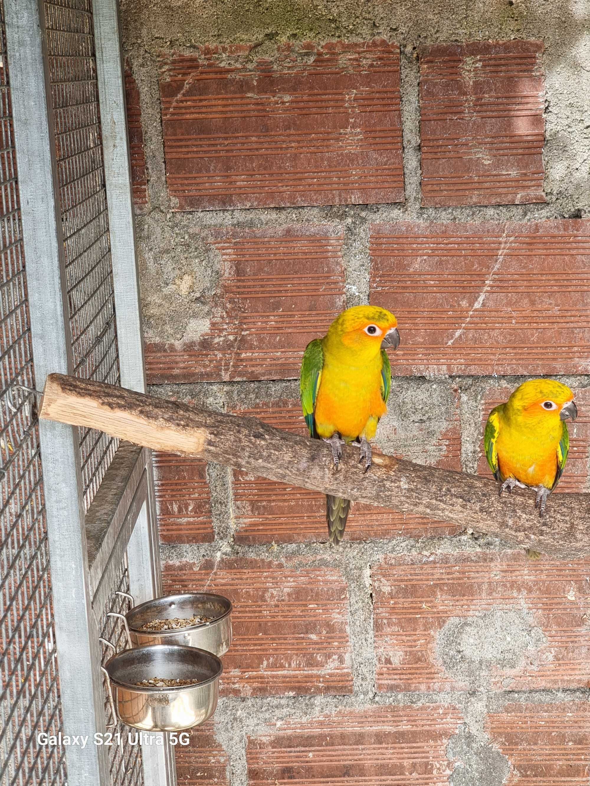 Casal aratingas sol nao consanguineos