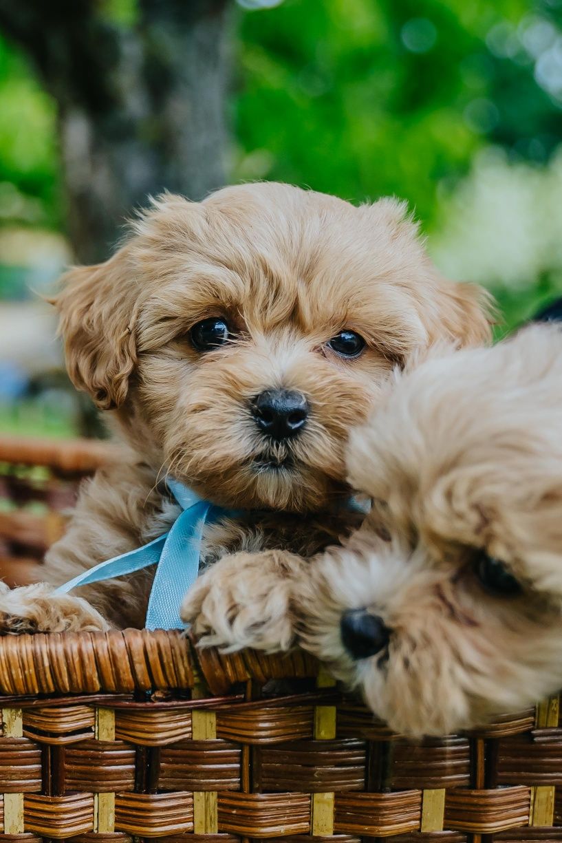 Maltipoo F1 piesek