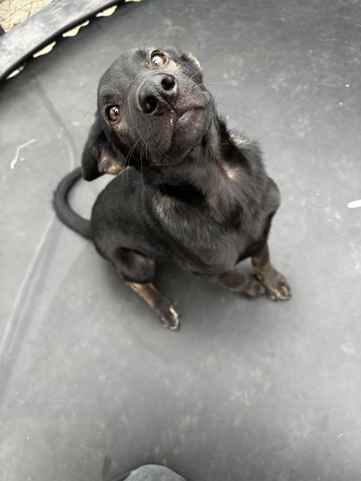 Цуценята  метиси вівчарки безкоштовно