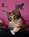 Maine Coon Kotka