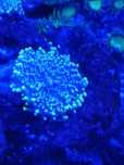 Rodacthis + palytoa + actinodiscos