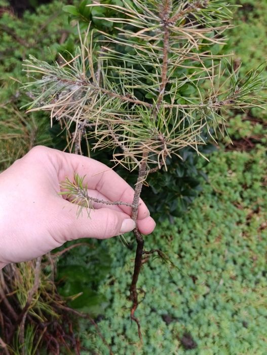 Сосна з корінням. Набір 15 шт