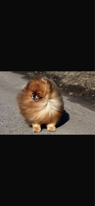 Szpic miniaturowy FCI , piękna suczka rezerwacja