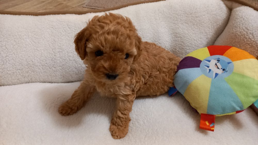 Śliczna suczka Pudel Toy Red