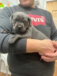 Cane Corso piękna suczka