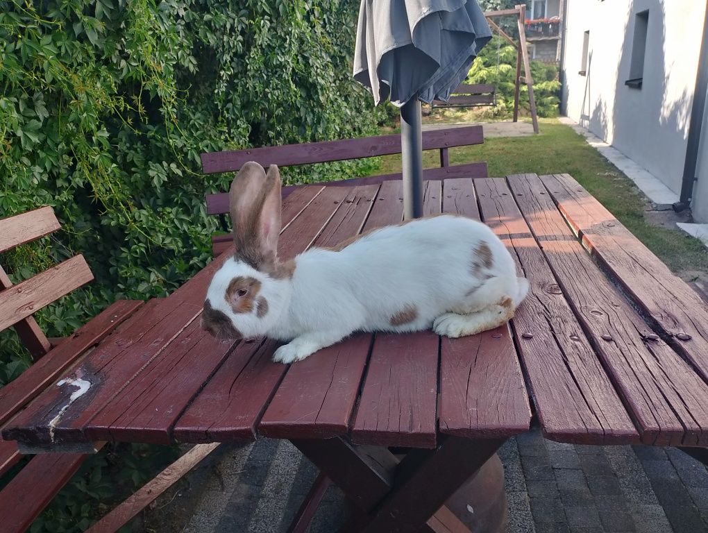Samice Srokacze Madagaskarowe 6 kg