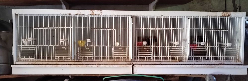 Viveiro Para aves de 4 divisões