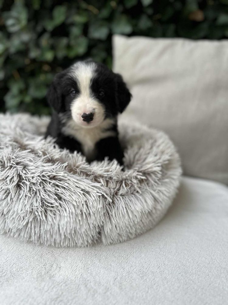 Piea Border Collie