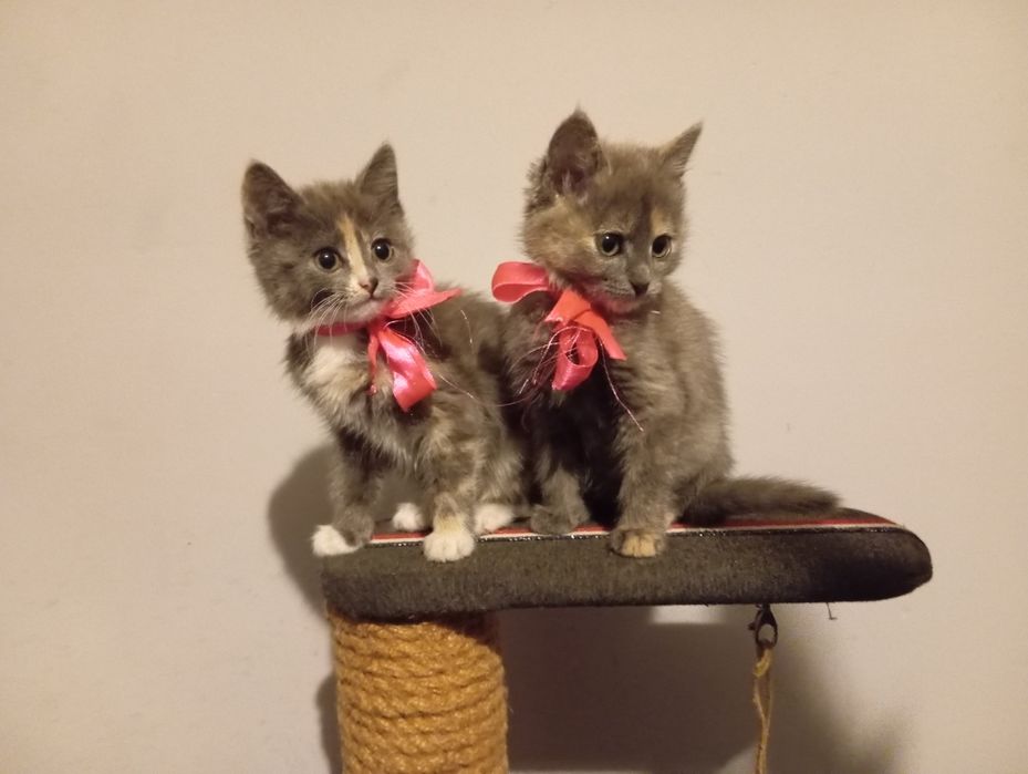 терміново кошенята шукають дім!!