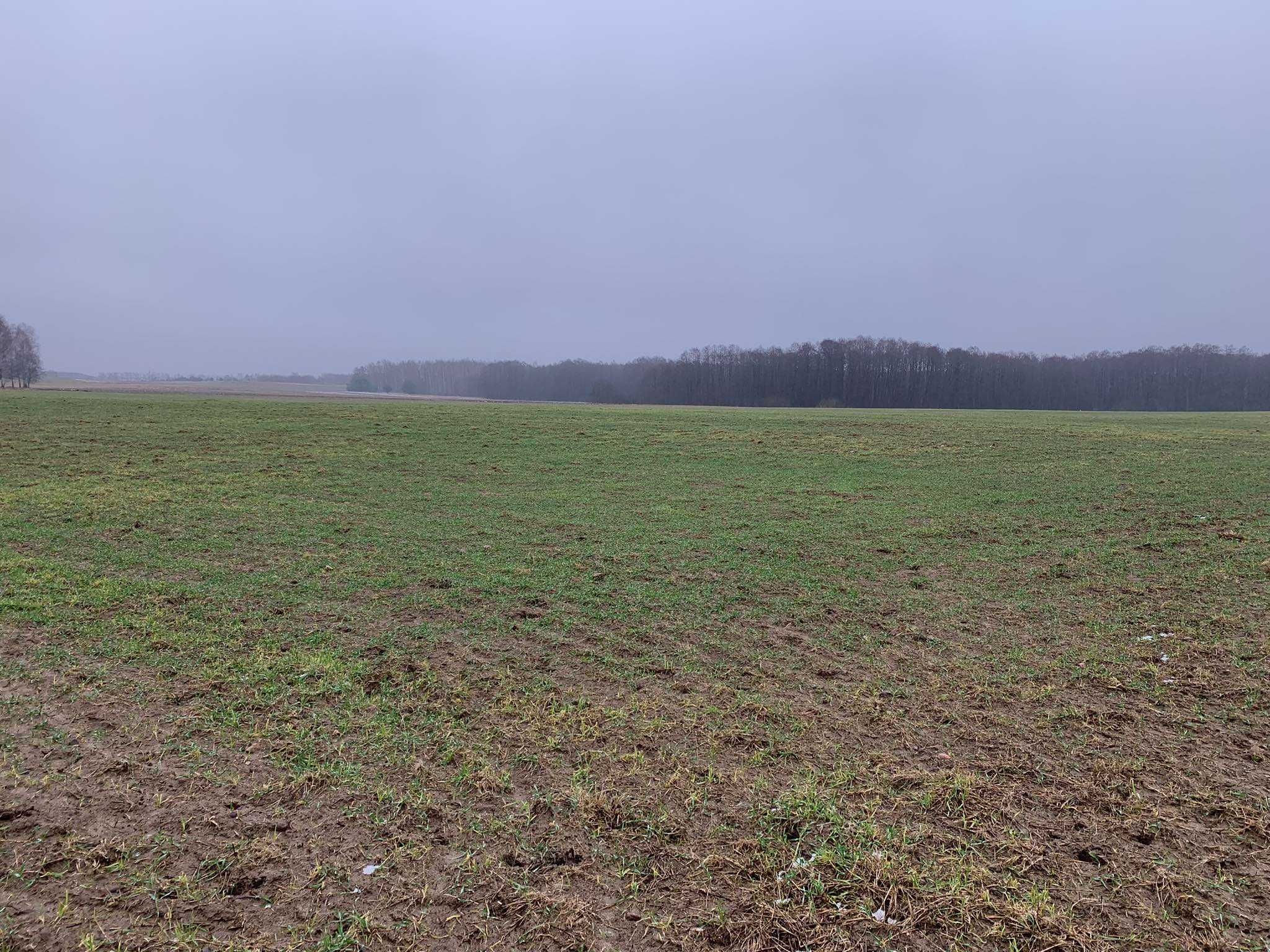 Sprzedam działkę - ziemia rolna 6,19 ha, Likszany