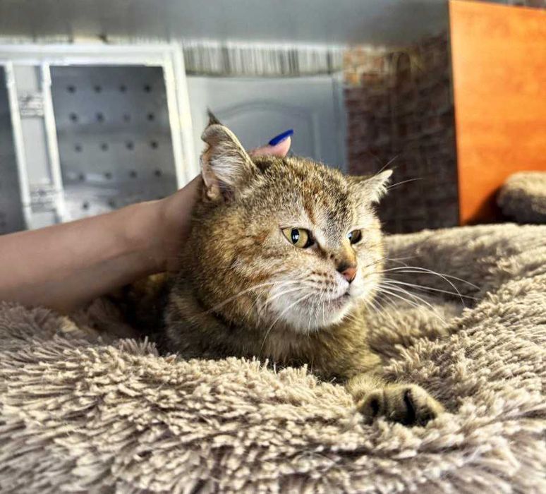 Гарненька Лія дуже чекає на СВОЮ ЛЮДИНУ! Кішка (стериліз) 3 рочки