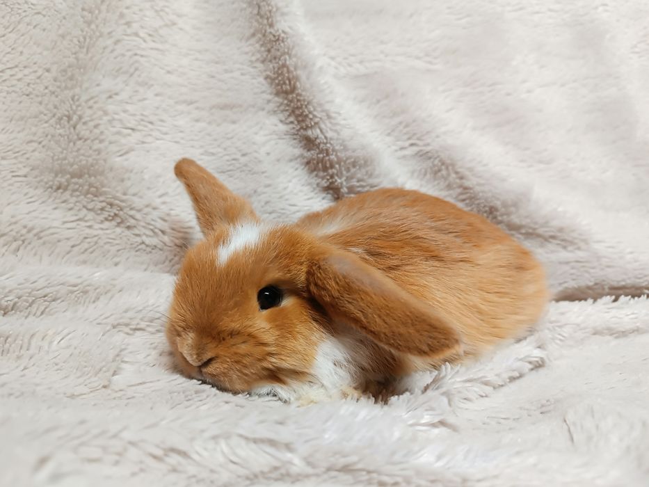 Króliki karzełki baranki miniaturki