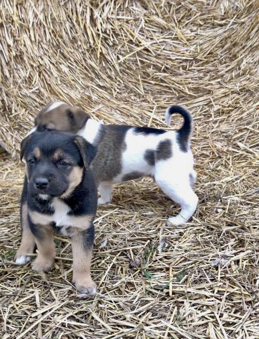 Терміново ПОТРІБНІ родини малим!